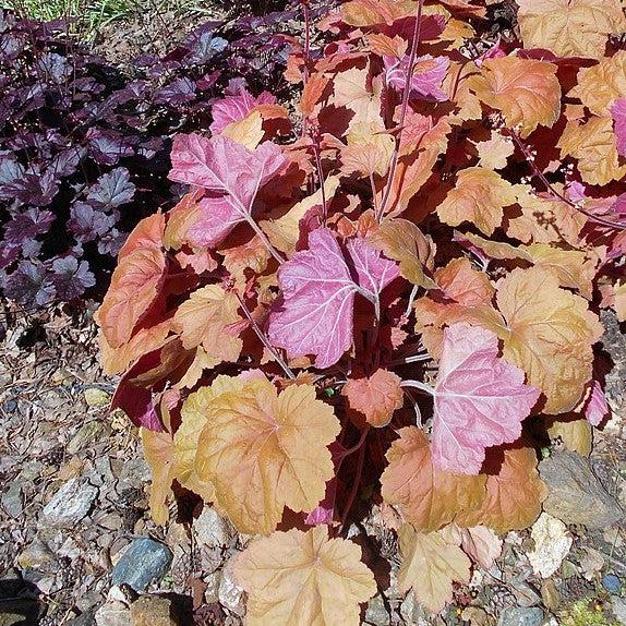 Heuchera 'Southern Comfort' ~ Southern Comfort Coral Bells, Heuchera