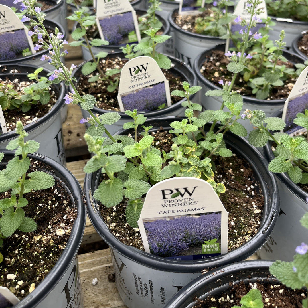 Nepeta x faassenii ‘Cat’s Pajamas’ ~ Cat's Pajamas Catmint