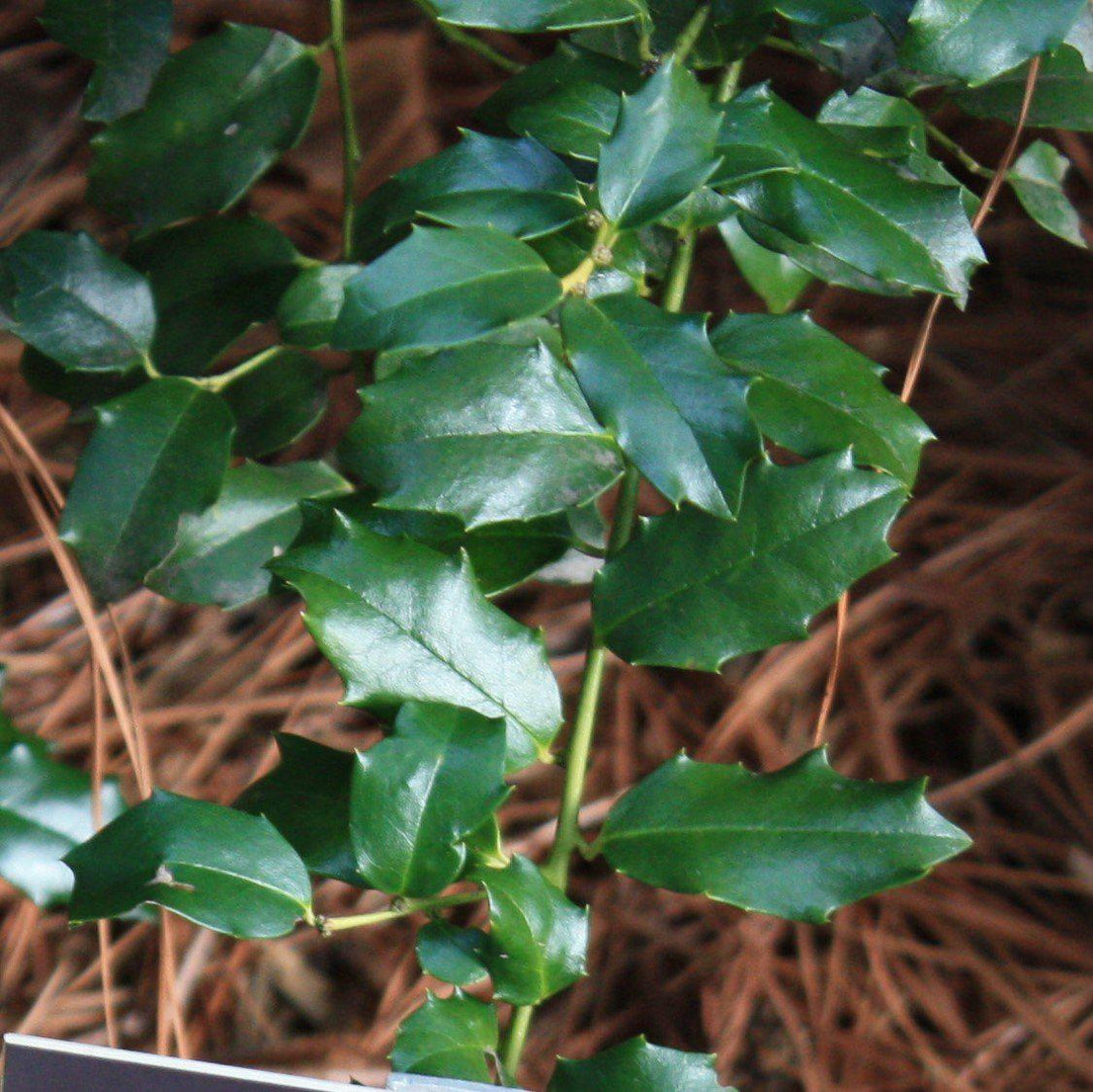 Ilex x meserveae 'Mesog' ~ China Girl® Holly