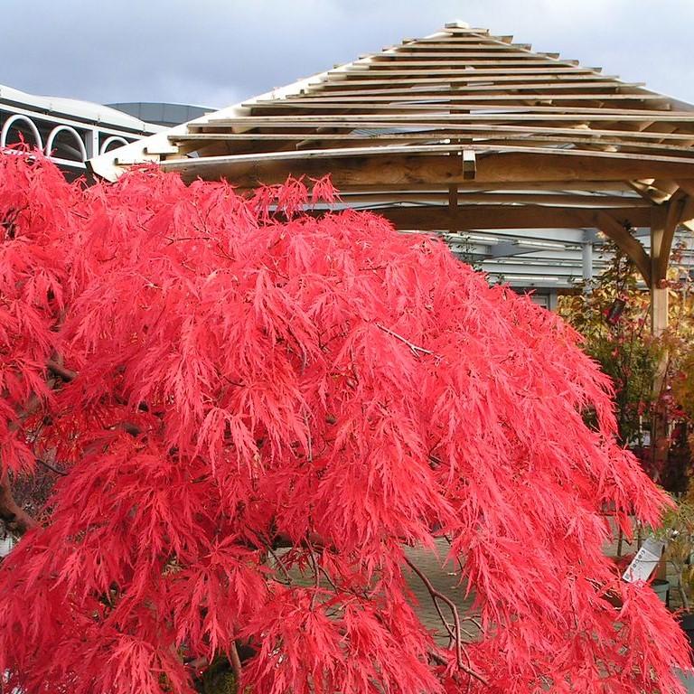 Acer palmatum var. dissectum 'Crimson Queen' ~ Crimson Queen Japanese Maple