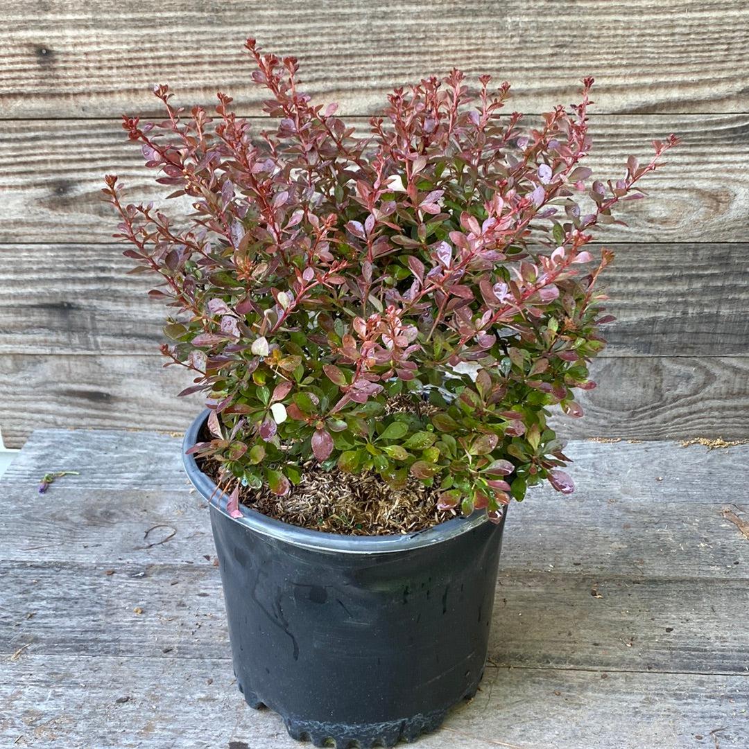 Berberis thunbergii 'Pygmy carmesí' ~ Agracejo pigmeo carmesí