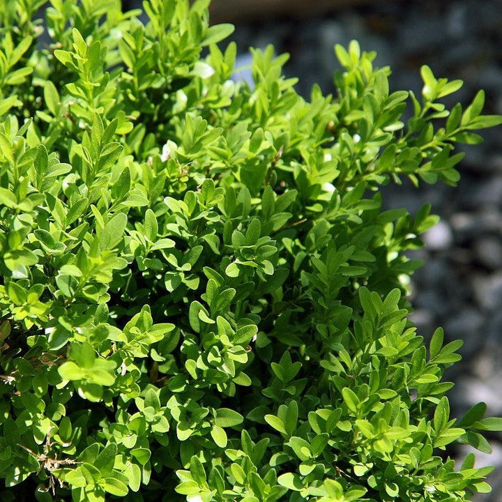 Buxus sinica var. insularis 'Justin Brouwers' ~ Justin Brouwers Boxwood