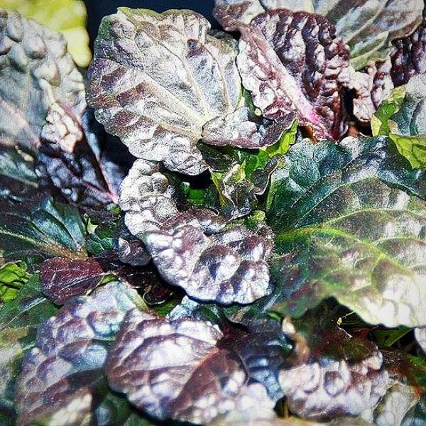 Ajuga reptans 'Binblasca' ~ Black Scallop Bugleweed