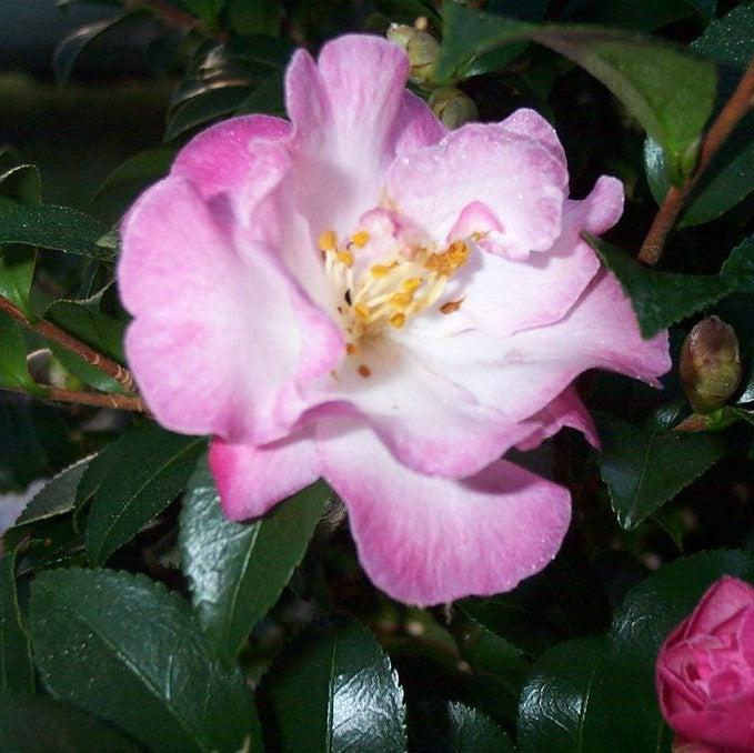 Camellia sasanqua 'Green 94-035' PP20465 ~ October Magic® Orchid™ Camellia