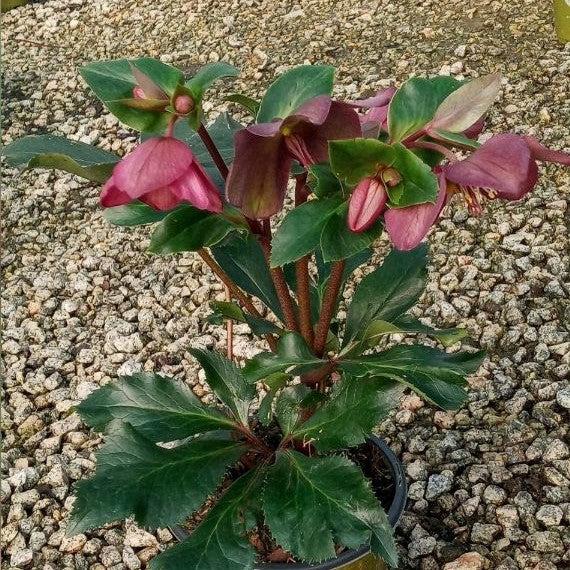 Helleborus x glandorfensis 'Ice N' Roses Red' ~ HGC® Ice N' Roses