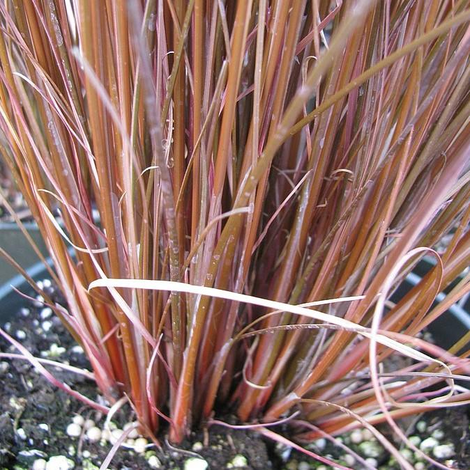 Carex buchananii 'Red Rooster' ~ Red Rooster Leatherleaf Sedge