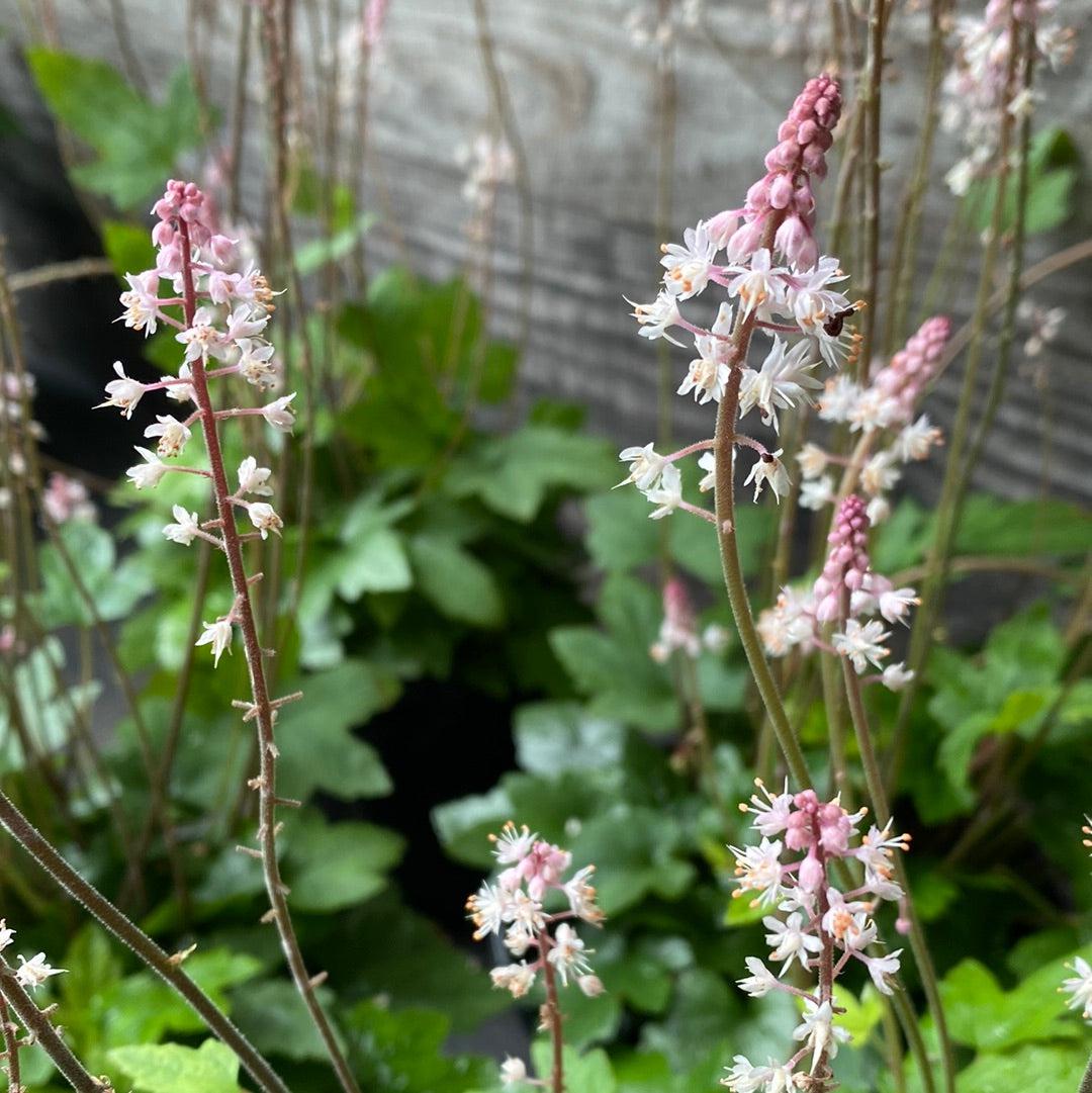 Tiarella cordifolia 'Oakleaf' ~ Oakleaf Foam Flower