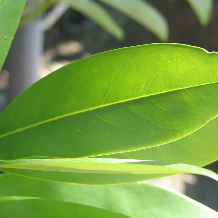 Magnolia virginiana 'Jim Wilson' PP12,065 ~ Moonglow® Sweet Bay Magnolia