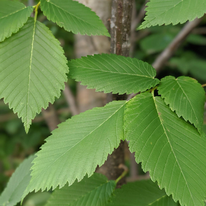 Ulmus americana 'Princeton' ~ Princeton American Elm