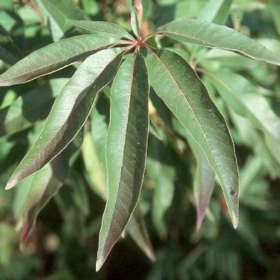 Vitex agnus-castus ~ Chaste Tree