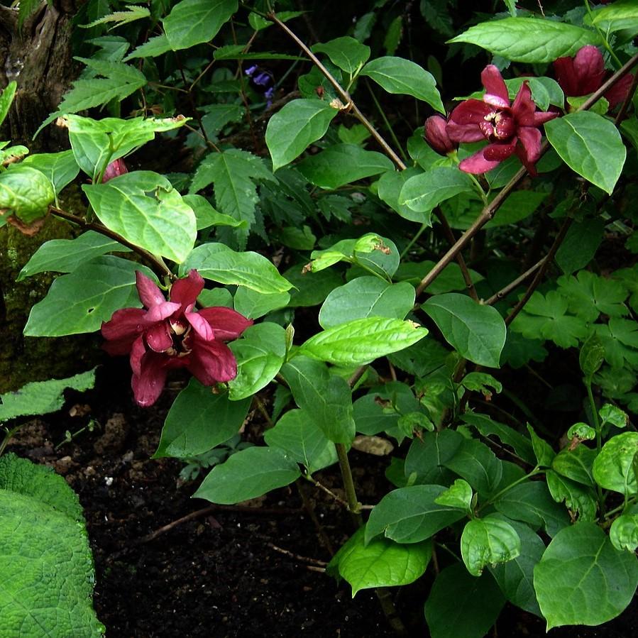 Calycanthus x raulstonii 'Vino Hartlage' ~ Arbusto dulce de vino Hartlage