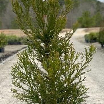 Cryptomeria japonica 'Radicans' ~ Cedro japonés Radicans 