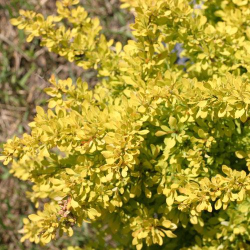 Berberis thunbergii 'Koren' USPP 24,818 ~ PW® Sunjoy® Citrus Barberry