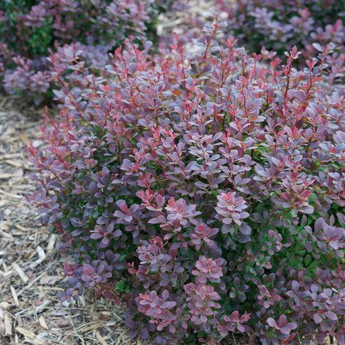 Berberis thunbergii NCBX1' USPP 29,504 ~ PW® Sunjoy® Todo Barberry