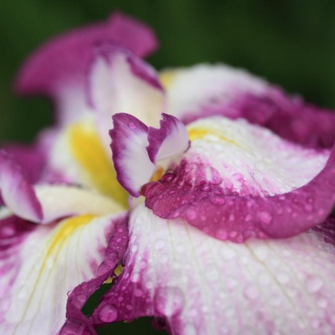 Iris ensata 'Lion King' ~ Lion King Japanese Iris