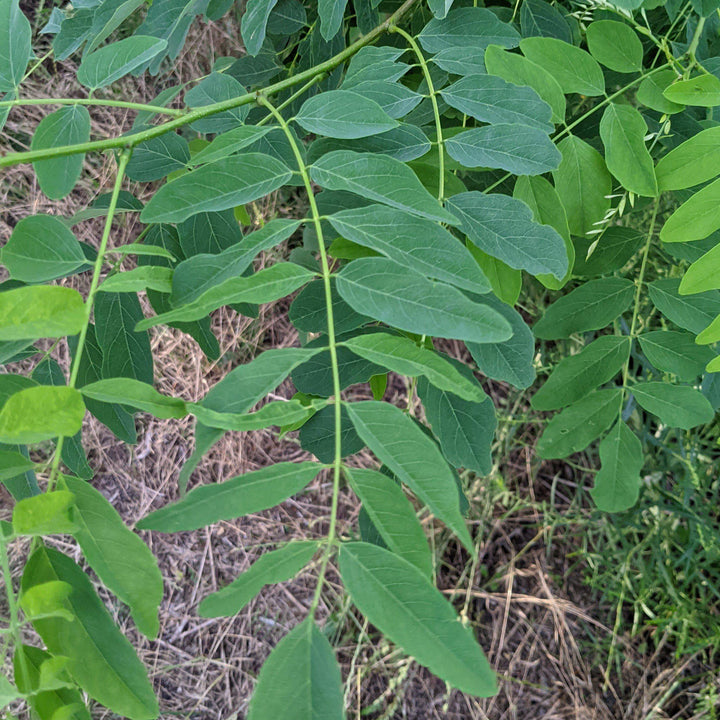 Robinia pseudoacacia ~ Black Locust