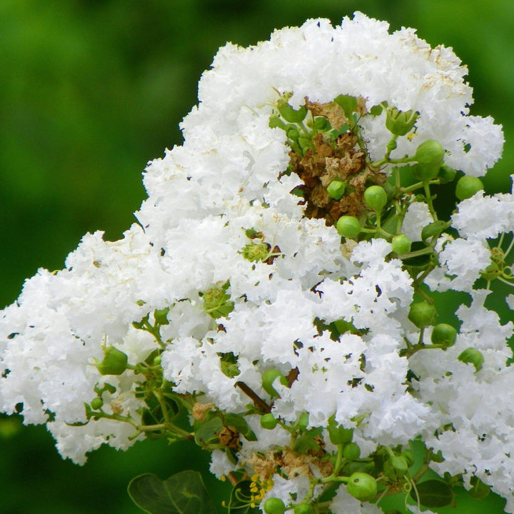 Lagerstroemia indica x fauriei 'Natchez' ~ Natchez Crape Myrtle