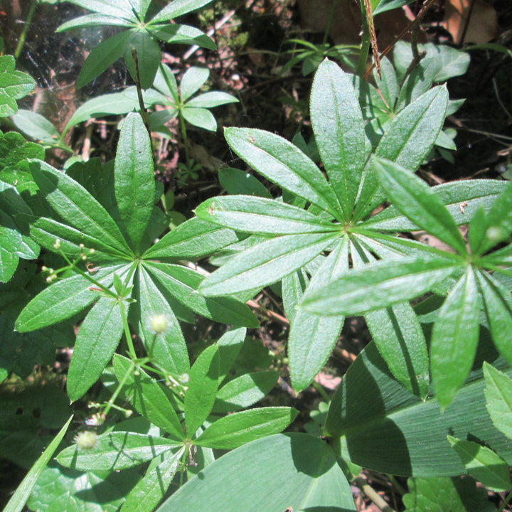 Galium odoratum ~ Sweet Woodruff