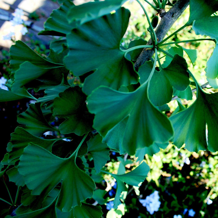 Ginkgo biloba 'JN9' ~ Sky Tower™ Ginkgo