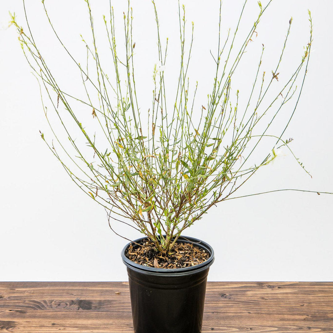 Gaura lindheimeri 'So White' ~ So White Gaura