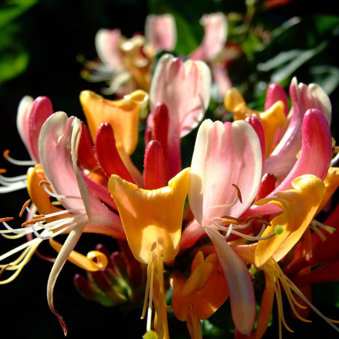 Lonicera × heckrottii 'Goldflame' ~ Goldflame Honeysuckle