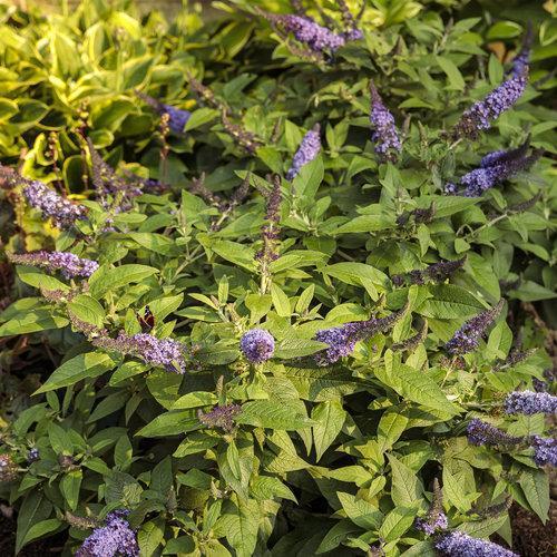 Buddleia davidii 'SMNBDBT' PP#28,794 ~ Arbusto de mariposa enana Pugster Blue®