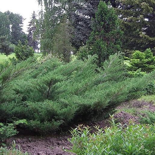 Juniperus chinensis 'Nicks Compact' ~ Enebro compacto de Nick