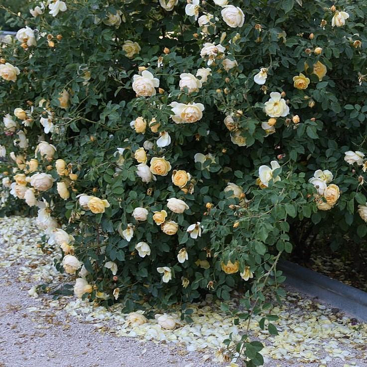 Rosa 'Novarospop' PP#24,773 ~ Popcorn Drift® Rosa