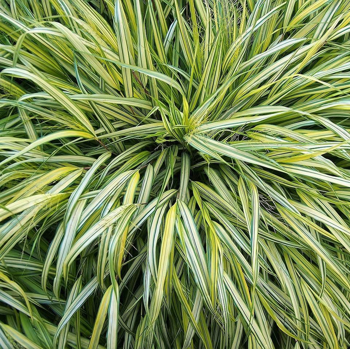 Hakonechloa macra 'Aureola' ~ Hierba dorada del bosque japonés, Hierba Hakone