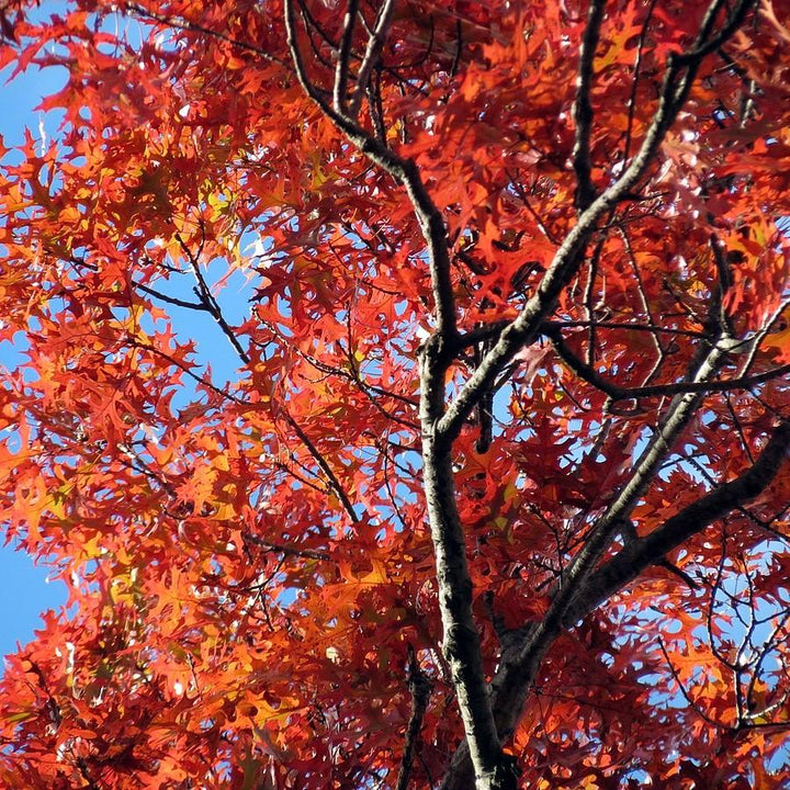 Quercus coccinea ~ Scarlet Oak