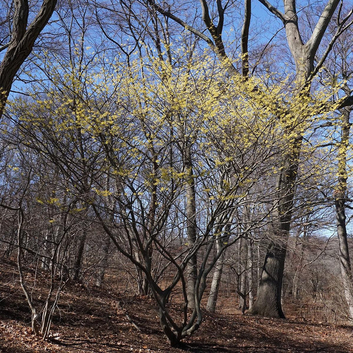 Hamamelis x intermedia 'Arnold Promise' ~ Arnold Promise Witch Hazel