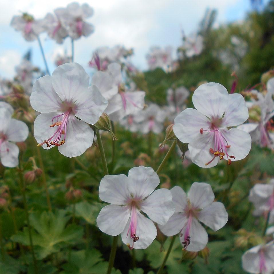 Geranium x cantabrigiense 'Biokovo' ~ Biokovo Cranesbill