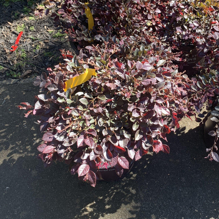 Loropetalum chinense var. rubrum 'PIILC-I' PP25,534 ~ Flor con flecos First Editions® Crimson Fire™