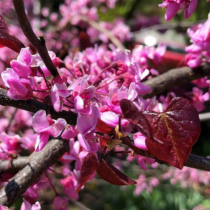 Cercis canadensis 'Pensamiento del bosque' ~ ​​Pensamiento del bosque Redbud oriental