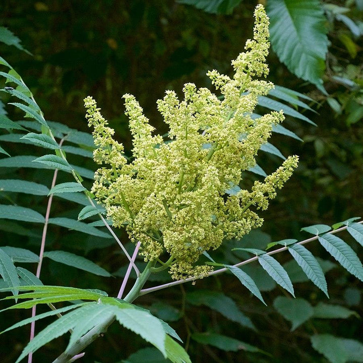 Rhus glabra ~ Zumaque liso