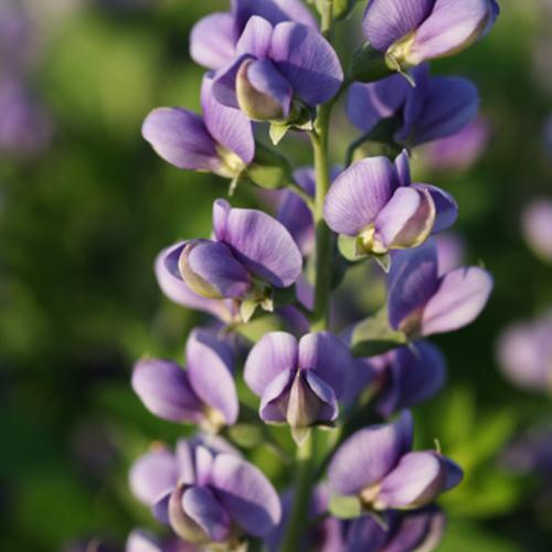 Baptisia 'Blueberry Sundae' ~ Decadence® Blueberry Sundae False Indigo