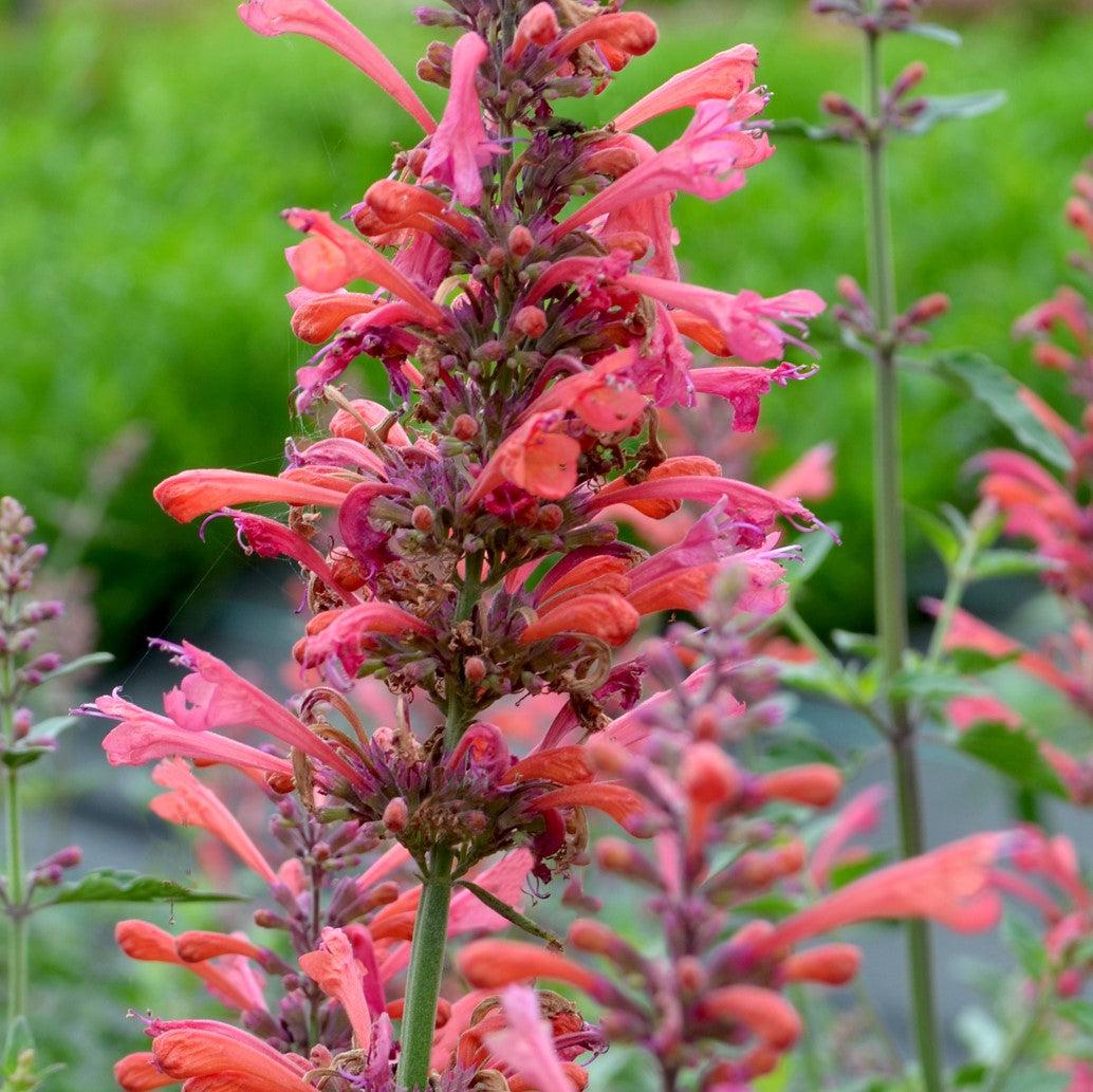 Agastache ‘Kudos Coral’ ~ Kudos™ Coral Hummingbird Mint, Hyssop