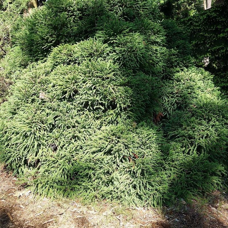 Cryptomeria japonica 'Globosa Nana' ~ Dwarf Japanese Cedar