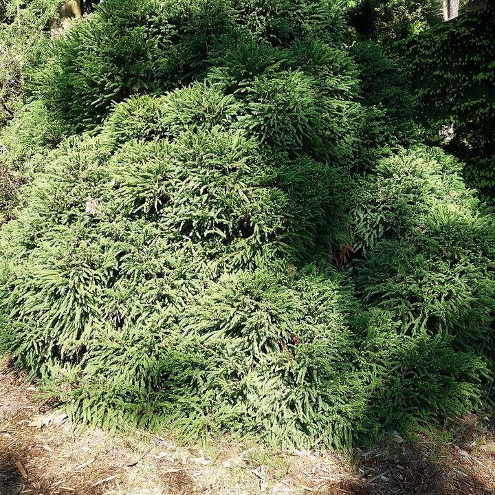 Cryptomeria japonica 'Globosa Nana' ~ Cedro japonés enano