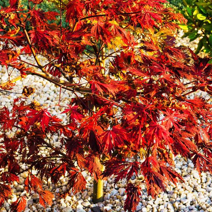 Acer palmatum dissectum 'Orangeola' ~ Orangeola Japanese Maple