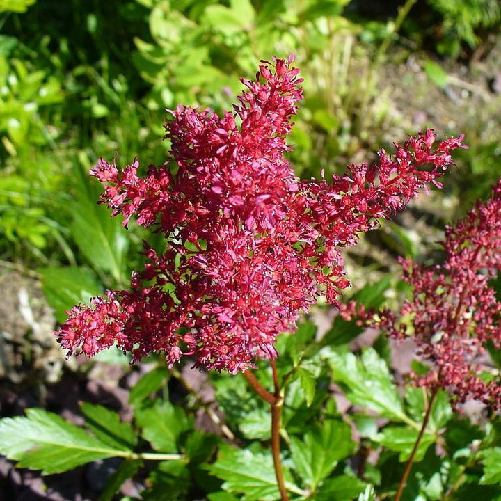 Astilbe x arendsii 'Fanal' ~ Fanal Astilbe