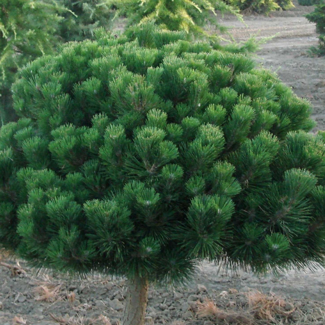 Pinus thunbergii 'Thunderhead' ~ Thunderhead Japanese Black Pine