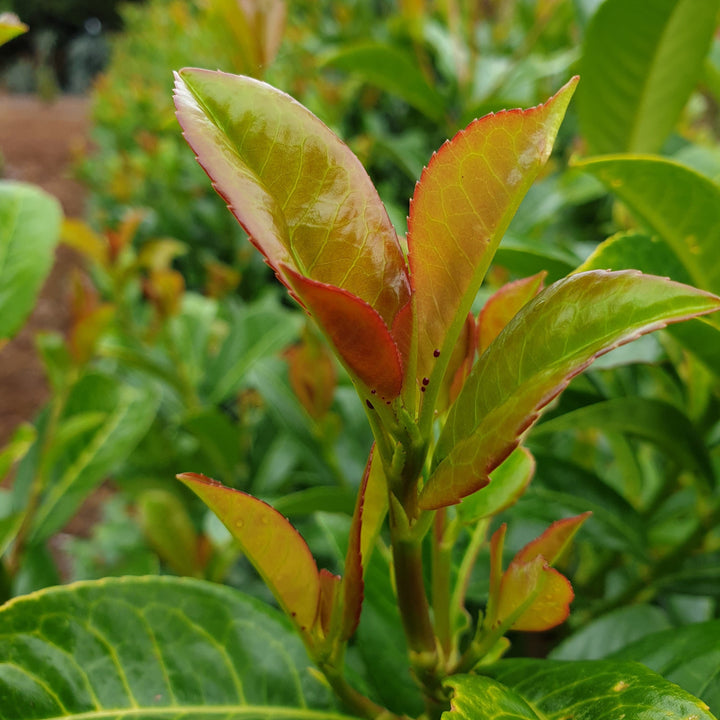 Prunus laurocerasus 'Jong1' PP29889 ~ Volcano Cherry Laurel