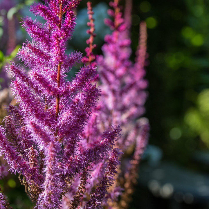 Astilbe chinensis 'Purpurkerze' ~ Purple Candles Chinese Astilbe