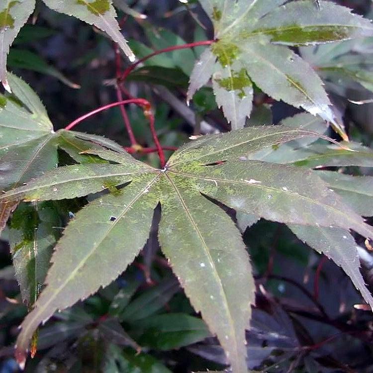 Acer palmatum 'Moonfire' ~ Moonfire Japanese Maple