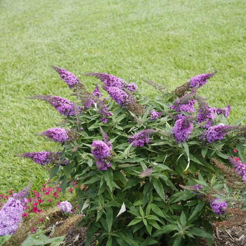 Buddleia x 'SMNBDO' ~ Arbusto de mariposa Pugster Periwinkle®