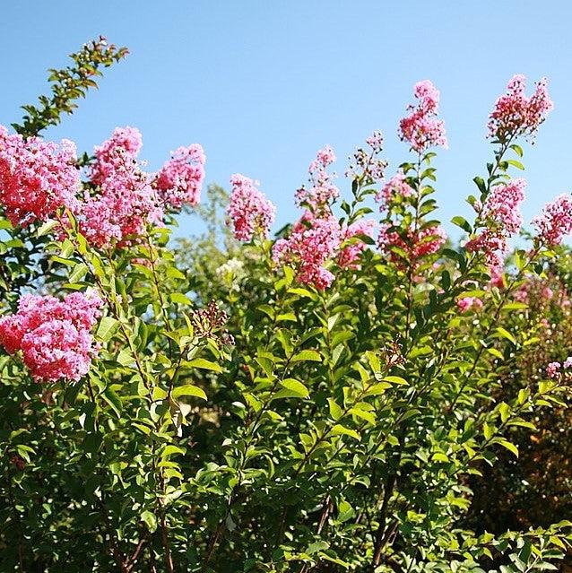 Lagerstroemia indica x fauriei 'Miami' ~ Miami Crape Myrtle