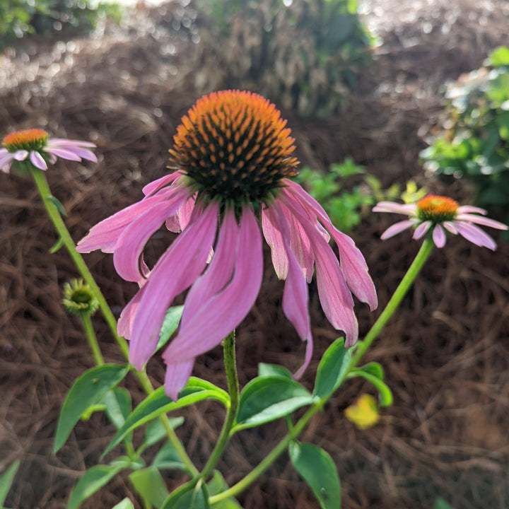 Echinacea purpurea 'Magnus' ~ Magnus Echinacea, Coneflower