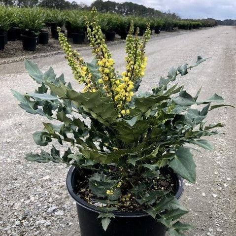 Mahonia x media ‘Winter Sun’ ~ Winter Sun Mahonia