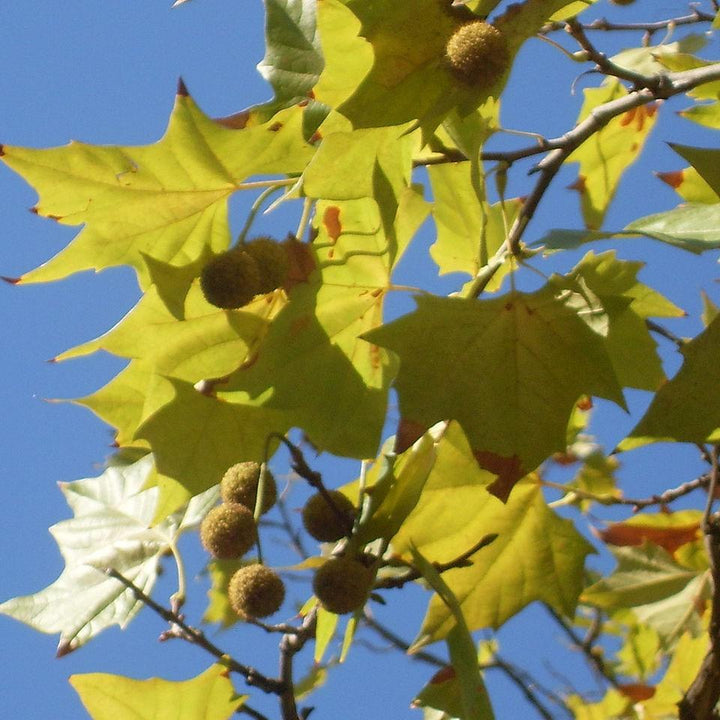 Platanus x acerifolia 'Bloodgood' ~ Bloodgood London Planetree